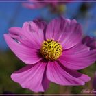 Eine rosa Schönheit trotzt dem Herbst