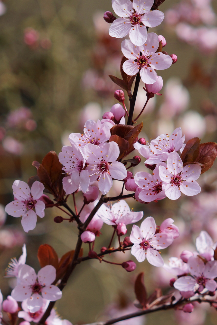 eine rosa Wolke.....