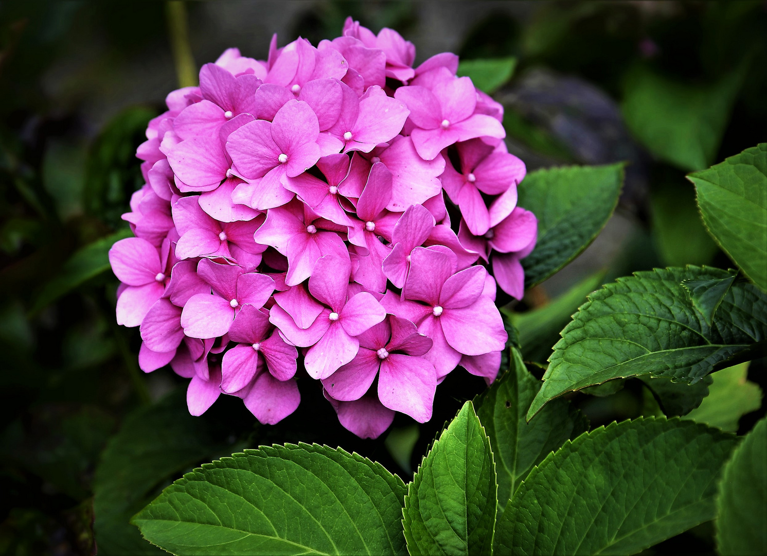 Eine rosafarbige  Hortensie, 