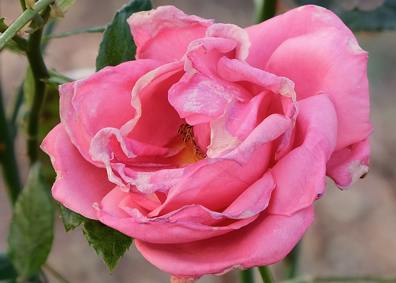 Eine Rose