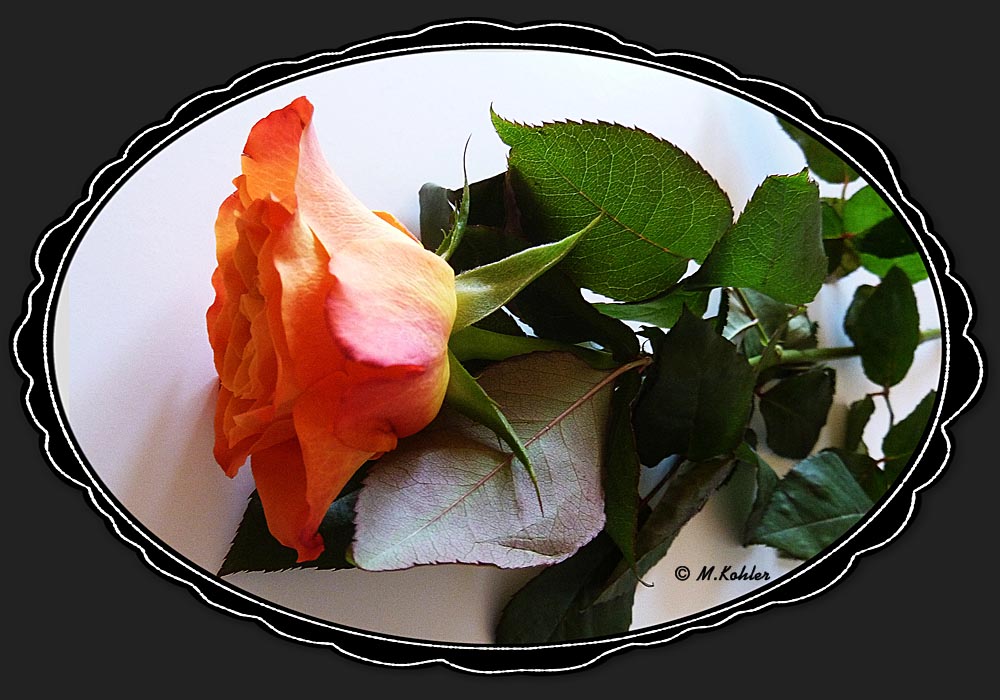 Eine Rose......