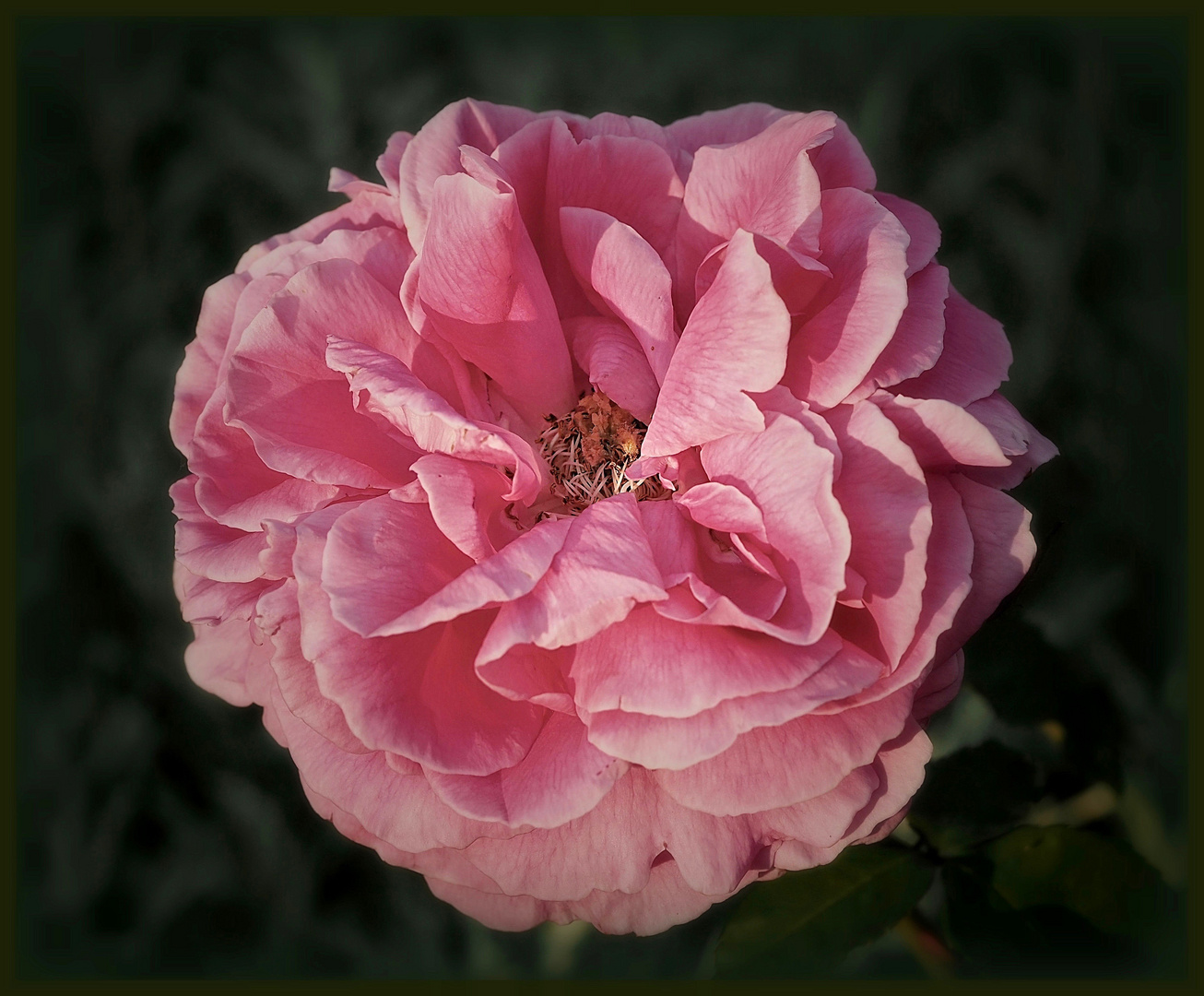 Eine Rose...