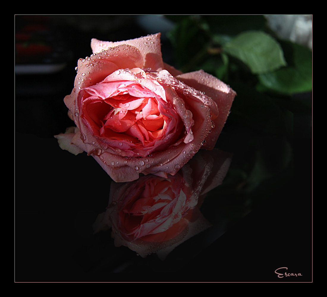 Eine Rose