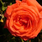 Eine Rose