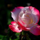 eine Rose