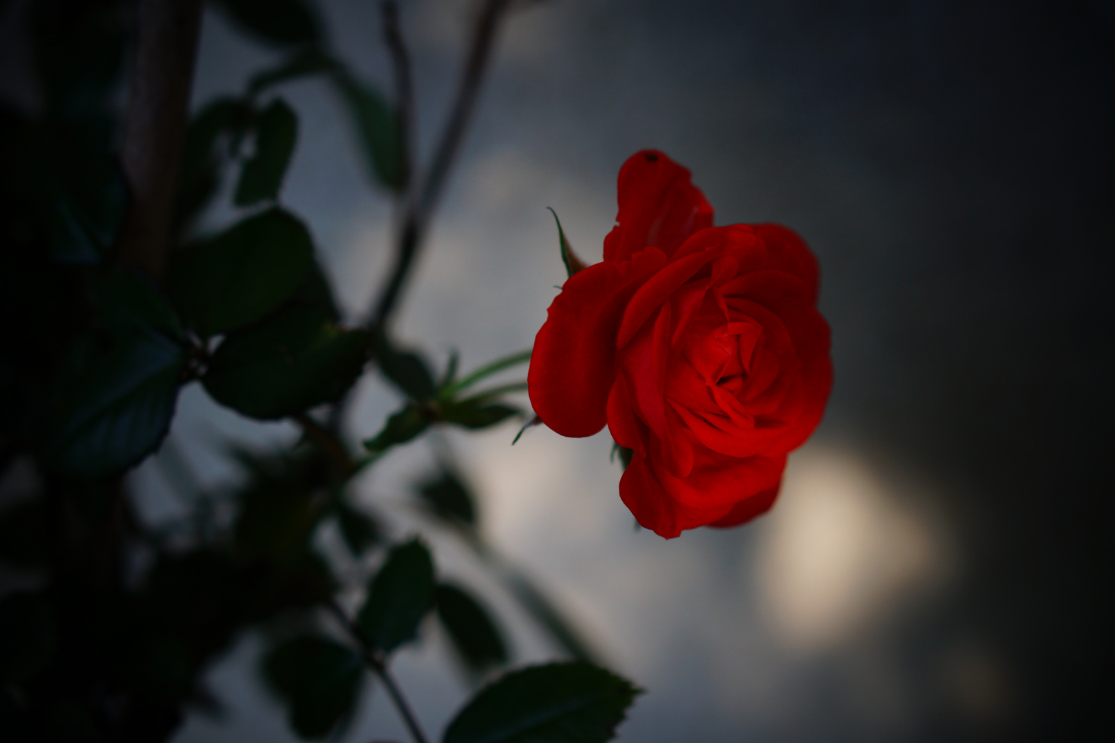 Eine Rose...