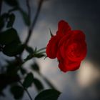 Eine Rose...