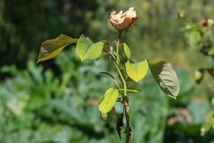 Eine Rose