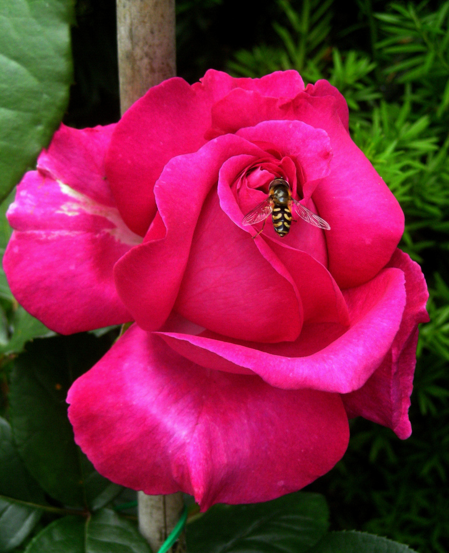 eine Rose