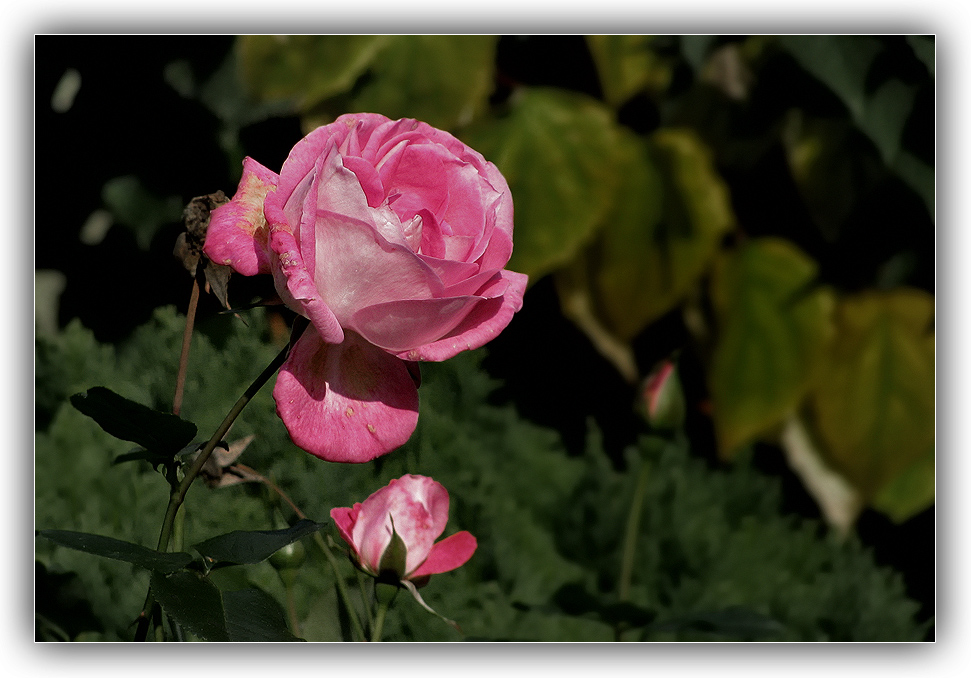 Eine Rose......