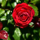 Eine Rose