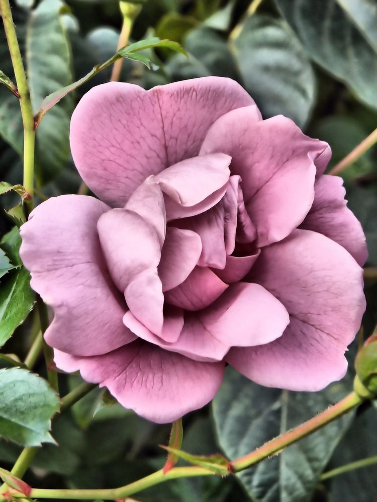 Eine Rose von editha7 