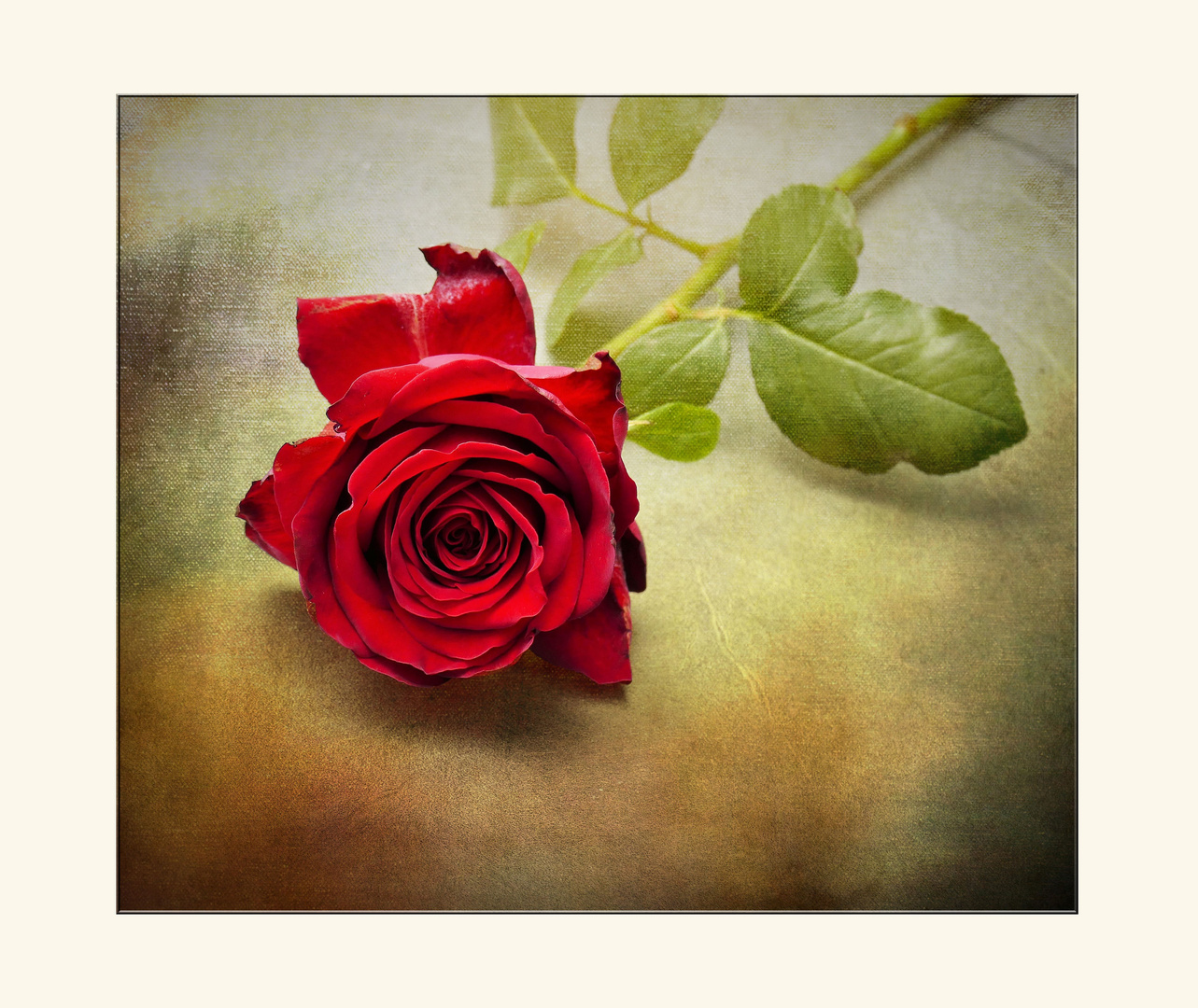 eine Rose... 