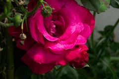 Eine Rose