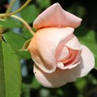eine rose