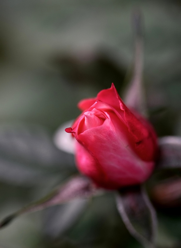 eine Rose