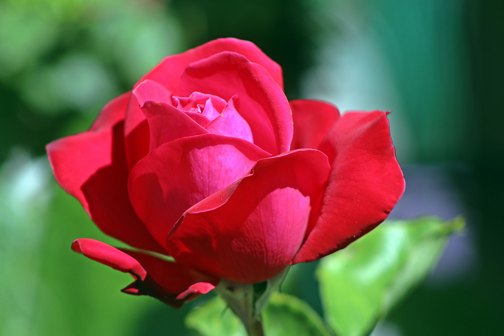 Eine Rose Foto & Bild deutschland, europe, baden württemberg Bilder