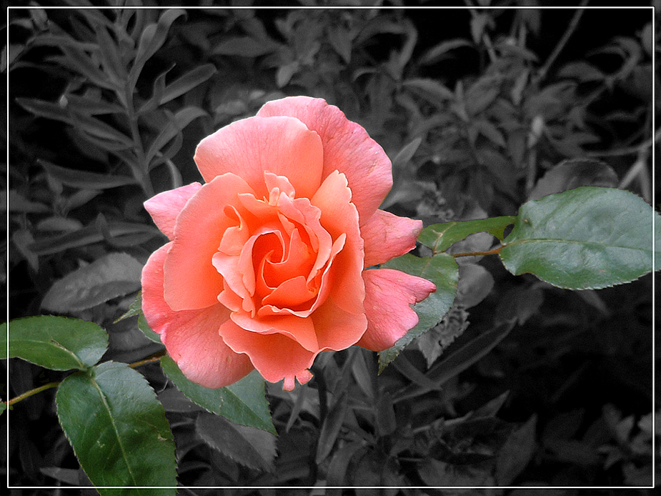 Eine Rose...