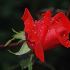 Eine Rose ......