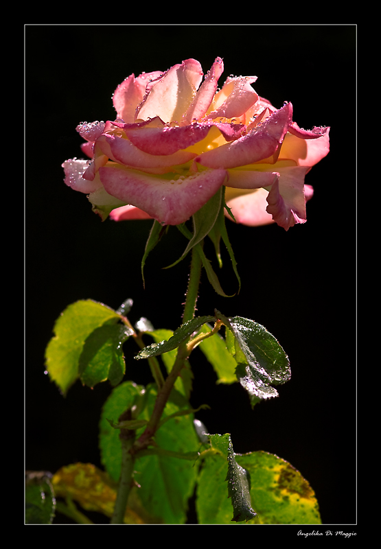 Eine Rose