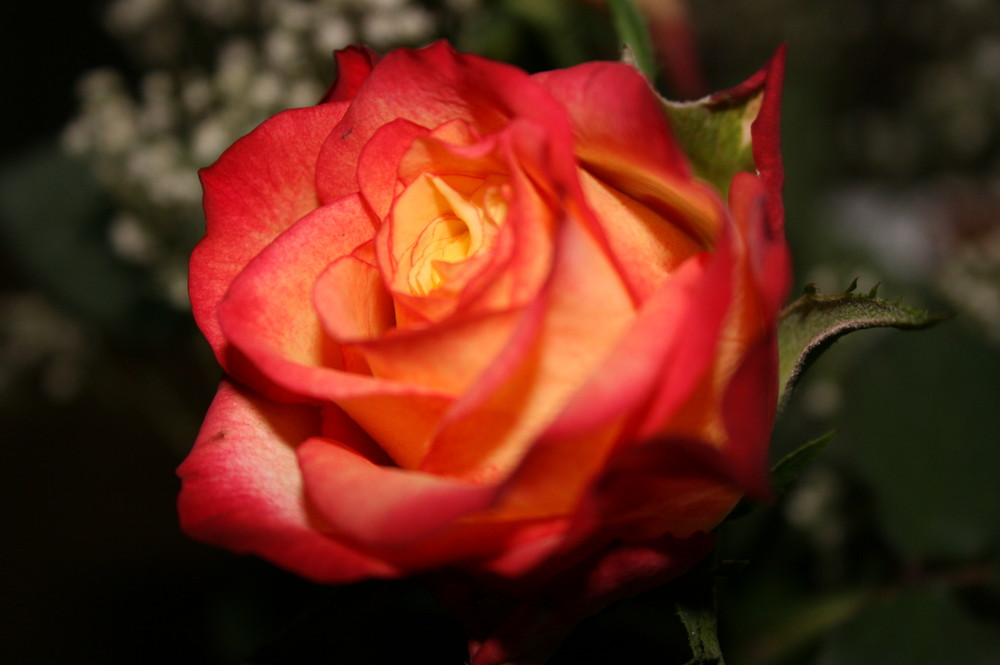 Eine Rose