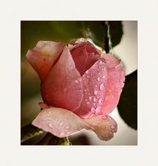 Eine Rose -