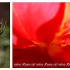 eine Rose