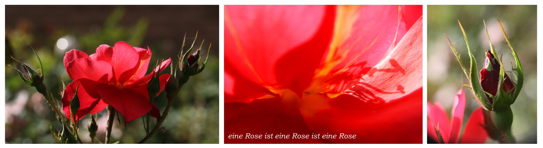 eine Rose