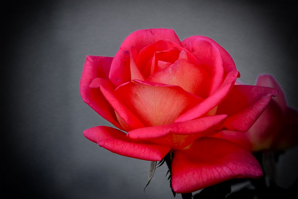 Eine Rose