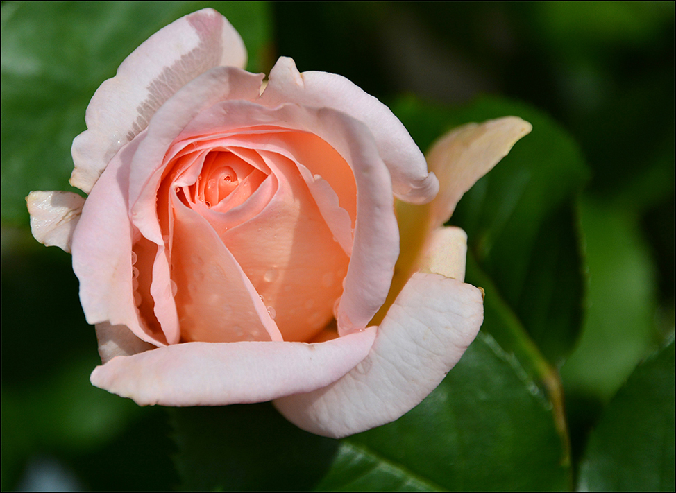 Eine Rose