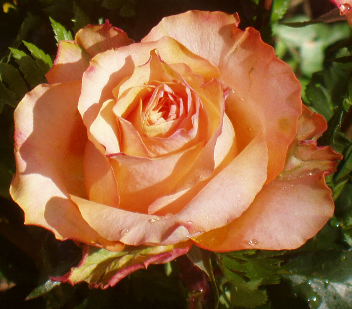 Eine Rose