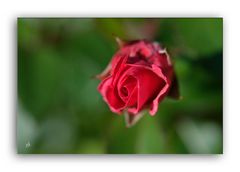 Eine Rose