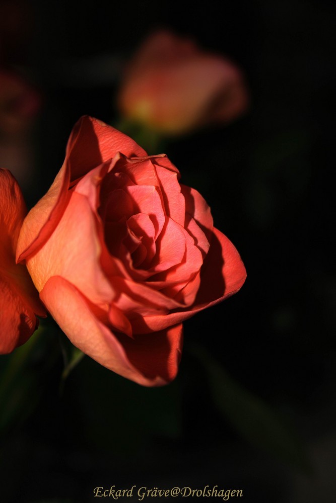 Eine Rose als Kontrast zum grauen Winter für einen besonderen Menschen