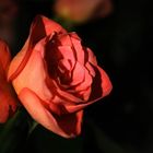 Eine Rose als Kontrast zum grauen Winter für einen besonderen Menschen