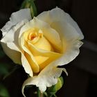 eine Rose als Mittwochsblümchen 