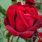 eine Rose als Mittwochsblümchen