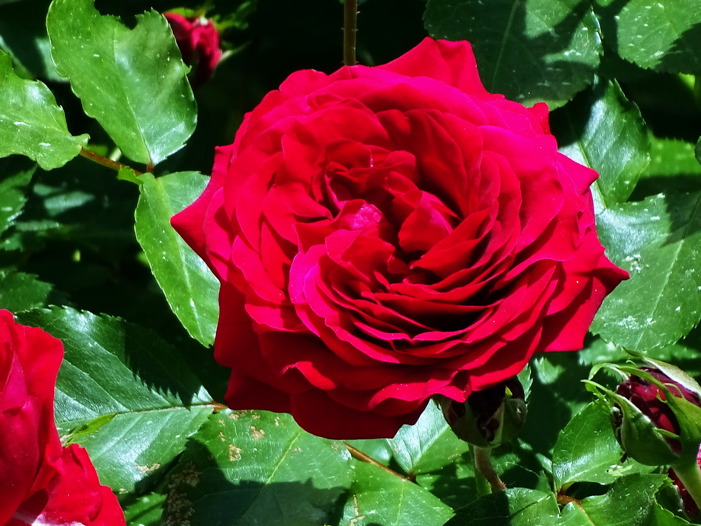 eine Rose als Mittwochsblümchen