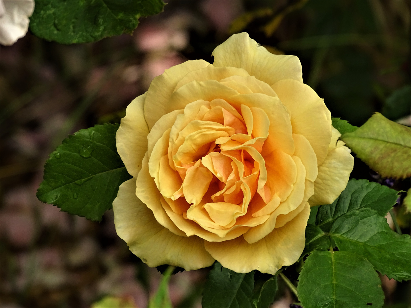 eine Rose als Mittwochsblümchen für Euch