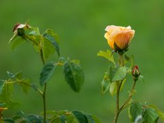 Eine Rose auf der Sonnenalm