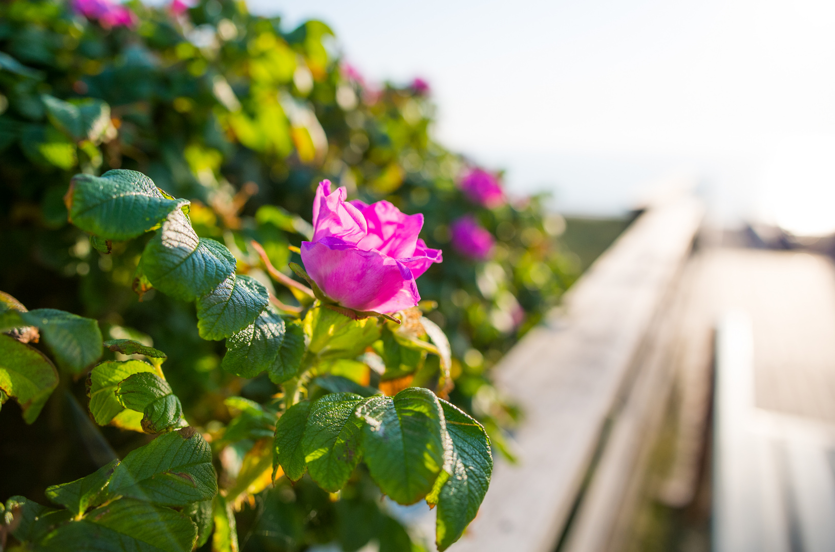 Eine Rose auf Sylt