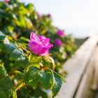 Eine Rose auf Sylt