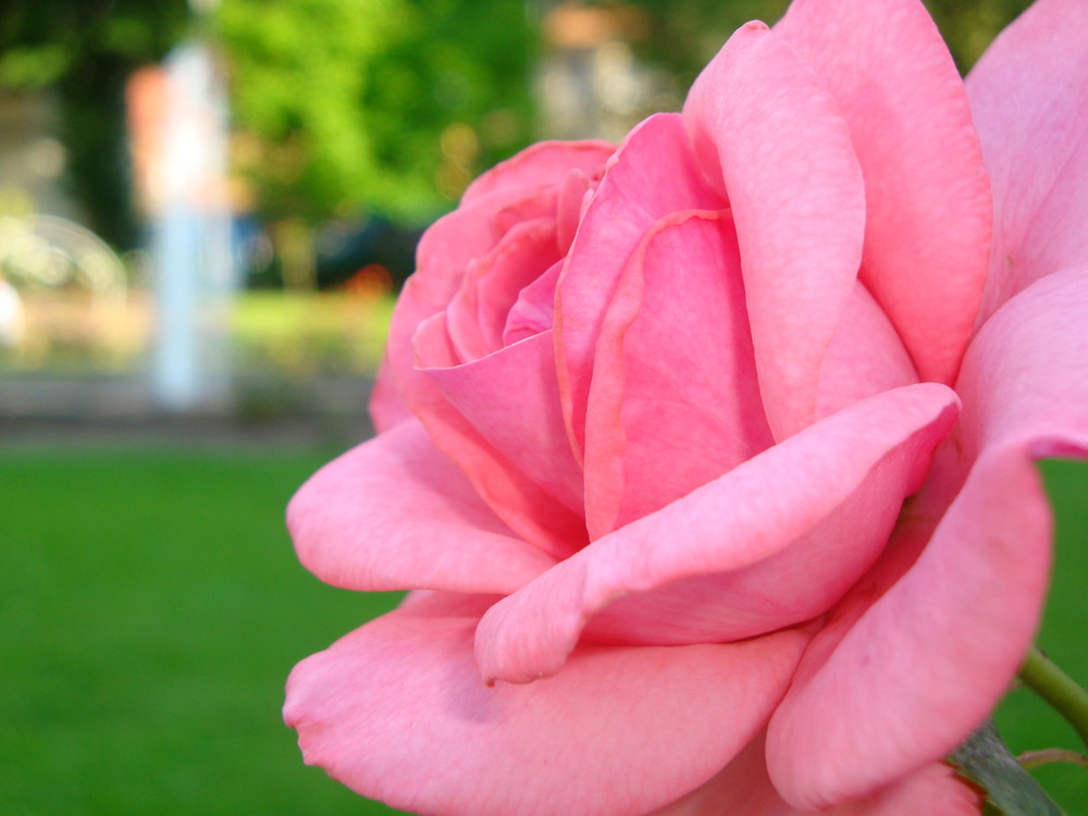 eine Rose aus Bad Harzburg