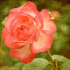 Eine Rose aus Bad Laasphe