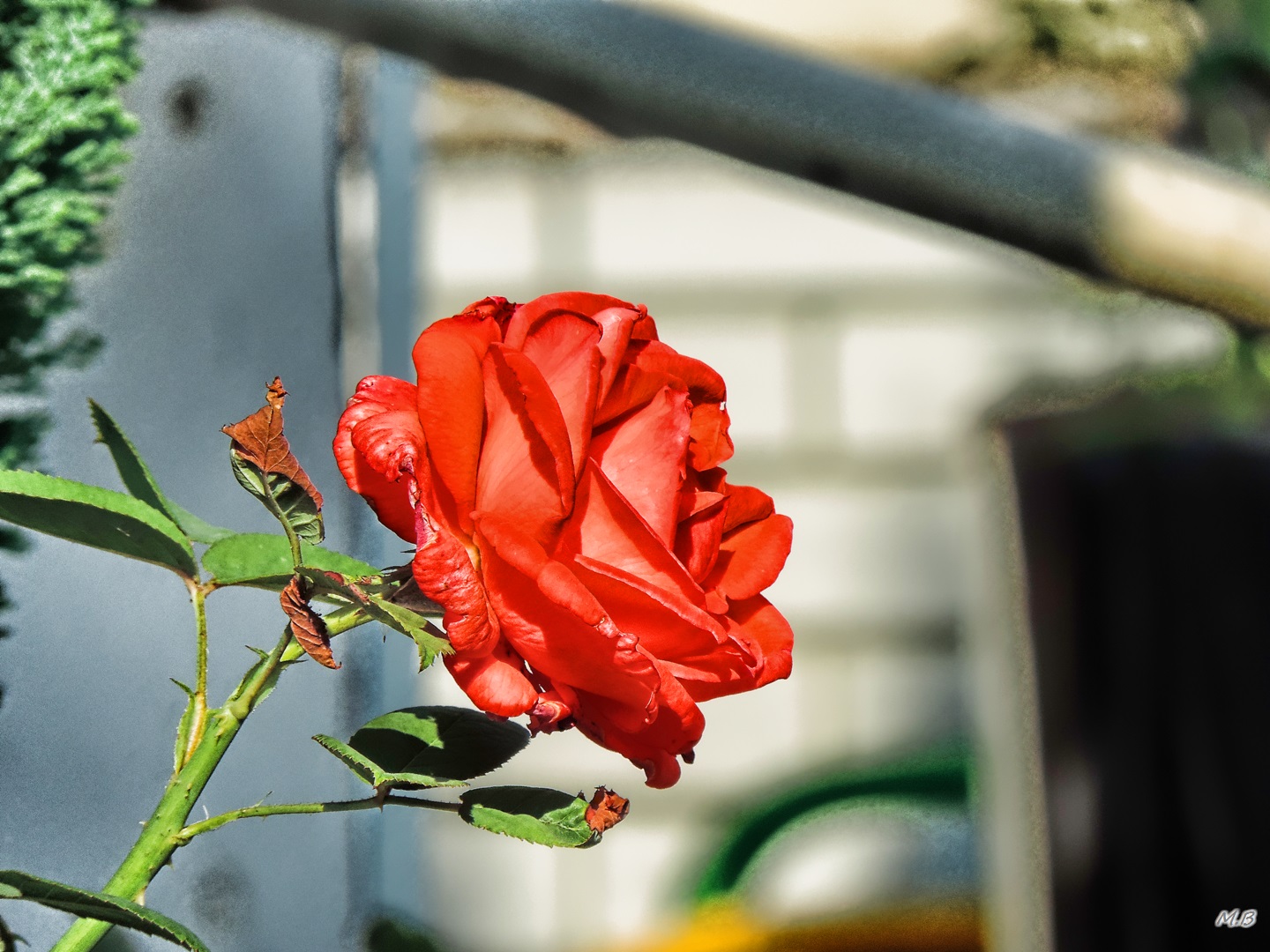 Eine Rose aus dem Garten meiner Eltern 2013