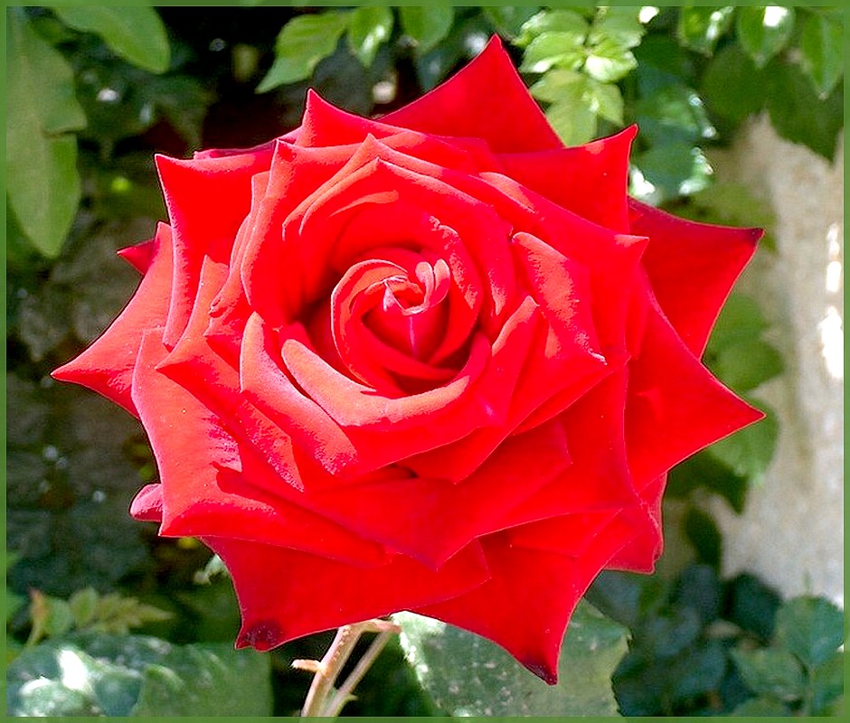 Eine Rose aus dem Garten Spain ~