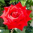 Eine Rose aus dem Garten Spain ~