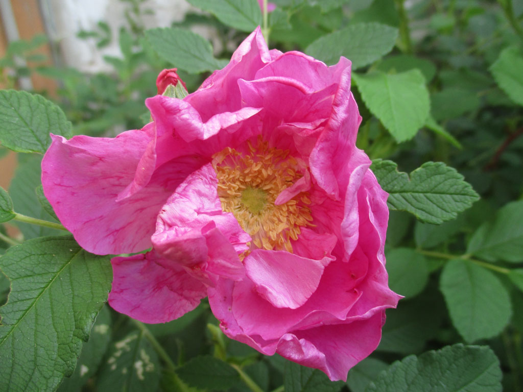  Eine Rose aus dem Garten zu Pfingsten für euch