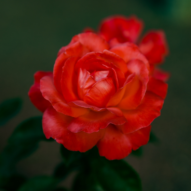 Eine Rose aus dem Rosengarten