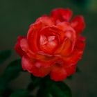 Eine Rose aus dem Rosengarten