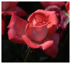 Eine Rose aus Dornburg